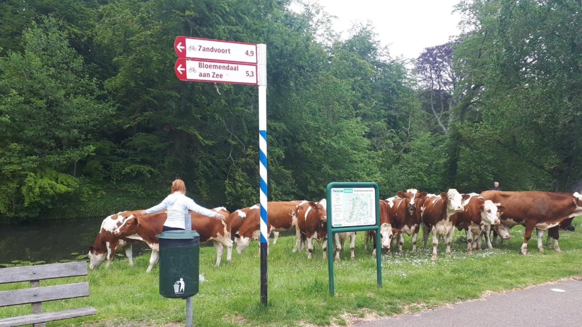 Kudde van 15 koeien ontsnapt in Overveen