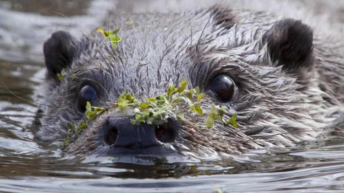 Enorme toevalstreffer: otter gezien in Ankeveense Plassen