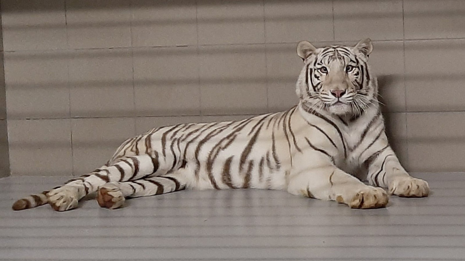 Fabrikant Lach Aankondiging Witte tijger ontsnapt aan spuitje: van doodvonnis naar liefdevolle opvang -  NH Nieuws