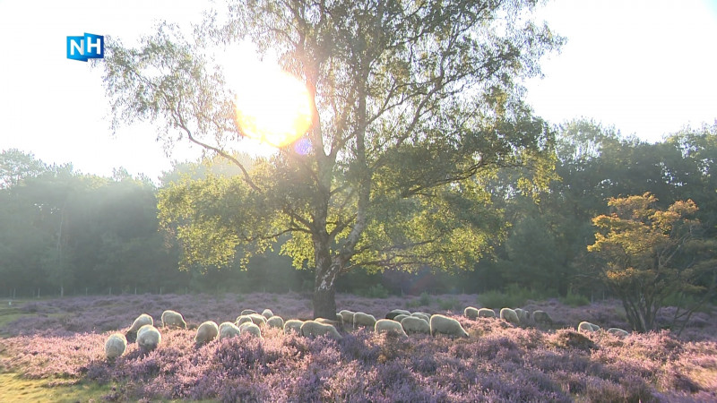 De Gooise heide is soms een levend schilderij