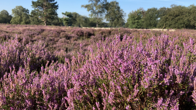 Bloeiende struikheide op de Zuiderheide tussen Laren en Hilversum