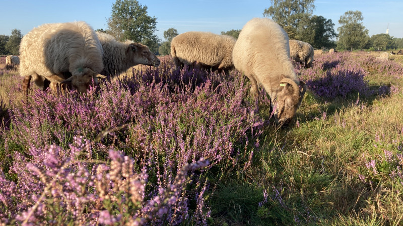 Drentse heideschapen houden de Gooise Heide mooi