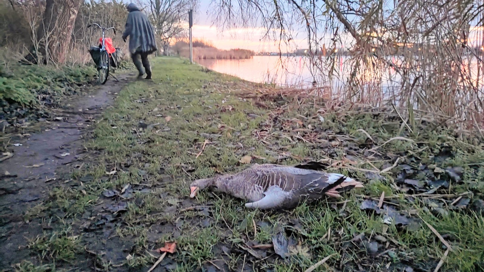 Foto's van geschoten ganzen in en om woonwijk Molenplas in Haarlem 