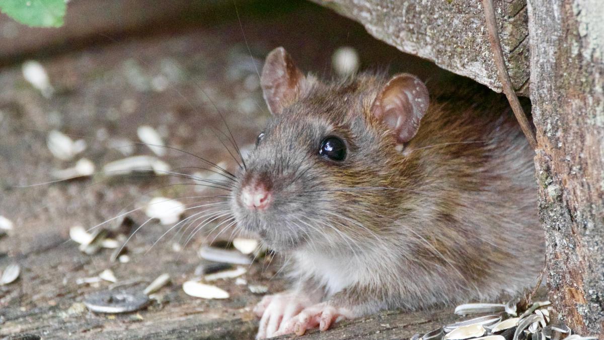 Haarlem komt maar niet van de ratten af, bestrijding heeft nog geen succes