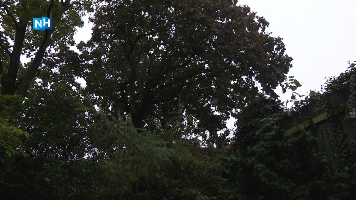 Enorme esdoorn in Amsterdam-Oost dreigt het loodje te leggen voor kelder