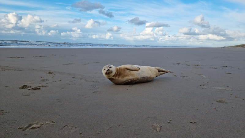 De zeehond op het strand bij Castricum