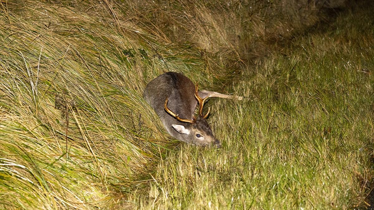 Twee herten doodgereden in één nacht op de Zeeweg in Overveen: 