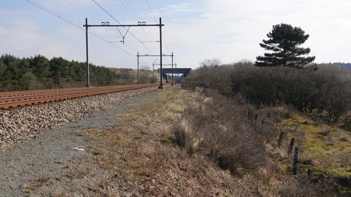 Zandvoort wil zo snel mogelijk een hek om aanrijdingen tussen treinen en herten te voorkomen