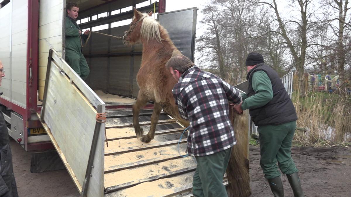 Eigenaren dode en verwaarloosde dieren zorgboerderij nu écht voor de rechter