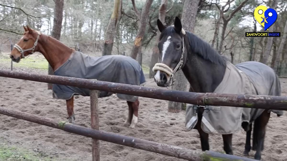 Zandvoortse raad houdt slag om arm over toekomst manege Stal De Naaldenhof