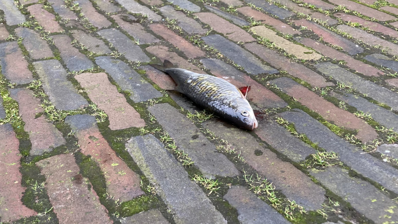 Dode vis in de straat bij de Zuider Havendijk