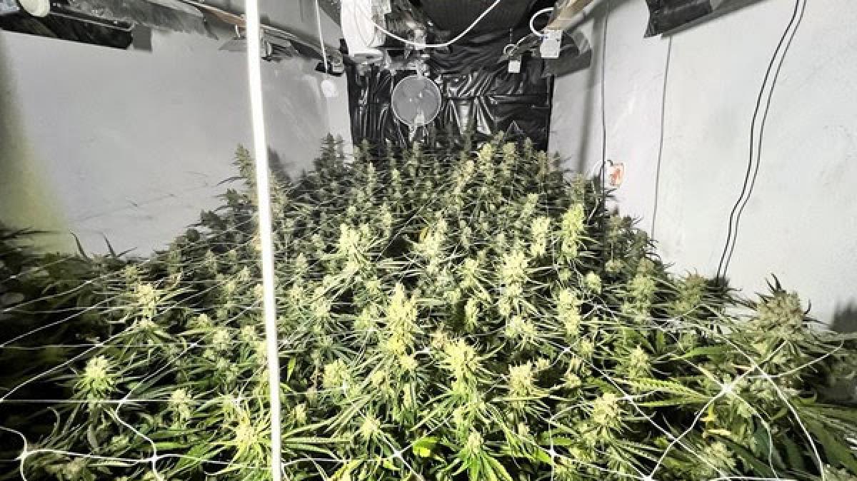 Meer dan 1.000 wietplanten zorgen voor sluiting drugspand in Purmerend