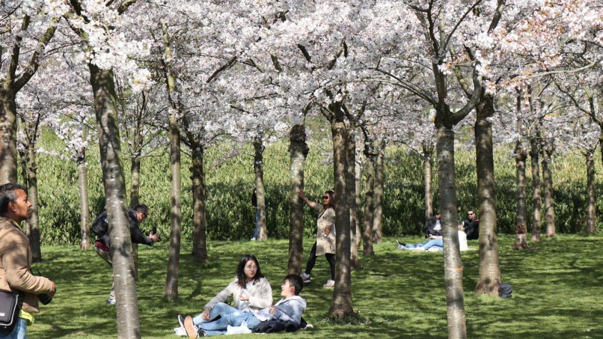 Dagjesmensen overbelasten Bloesempark, wormen en schimmels moeten uitkomst bieden