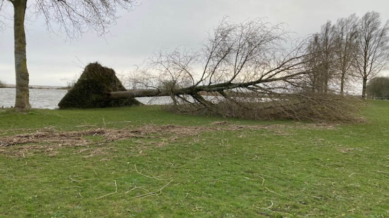 Bomen overleefden de storm niet