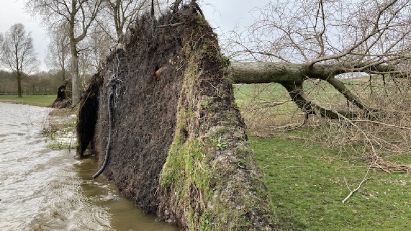 Bomen overleefden de storm niet