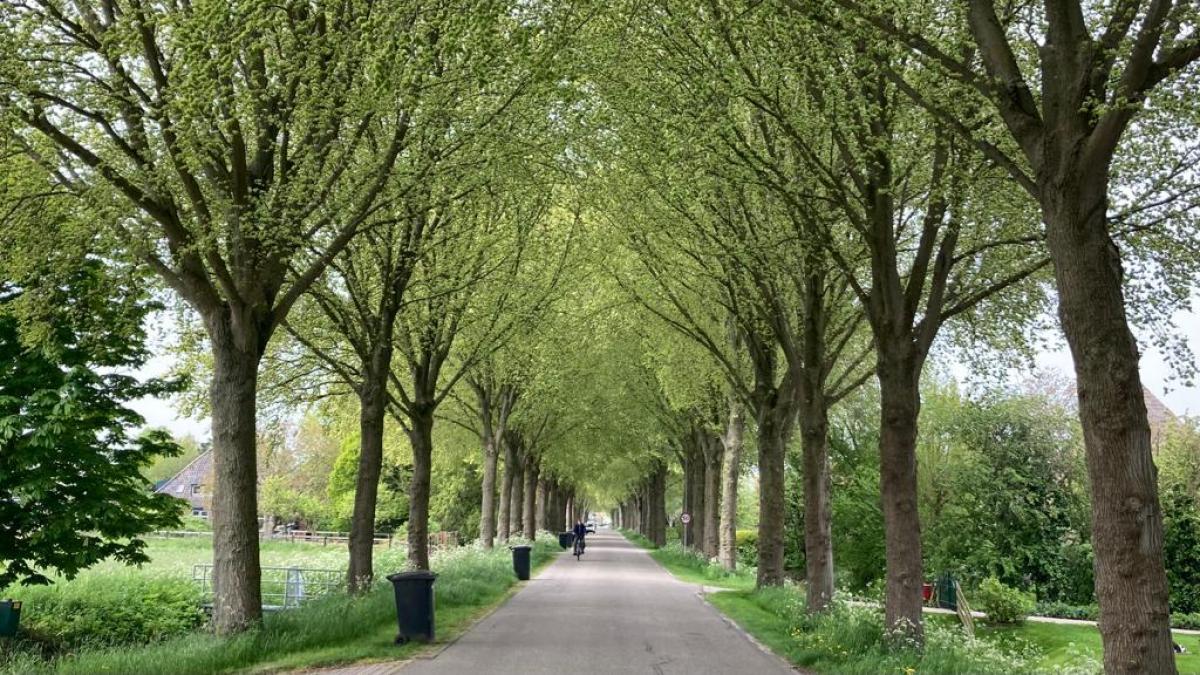 Gevreesde kaalslag in Wijdenes misschien toch van de baan