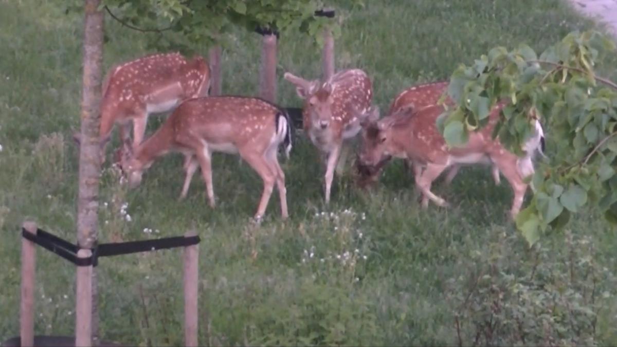 Bijzonder in Driehuis: vijf herten grazen rustig in tuin aan de Nicolaas Beetslaan