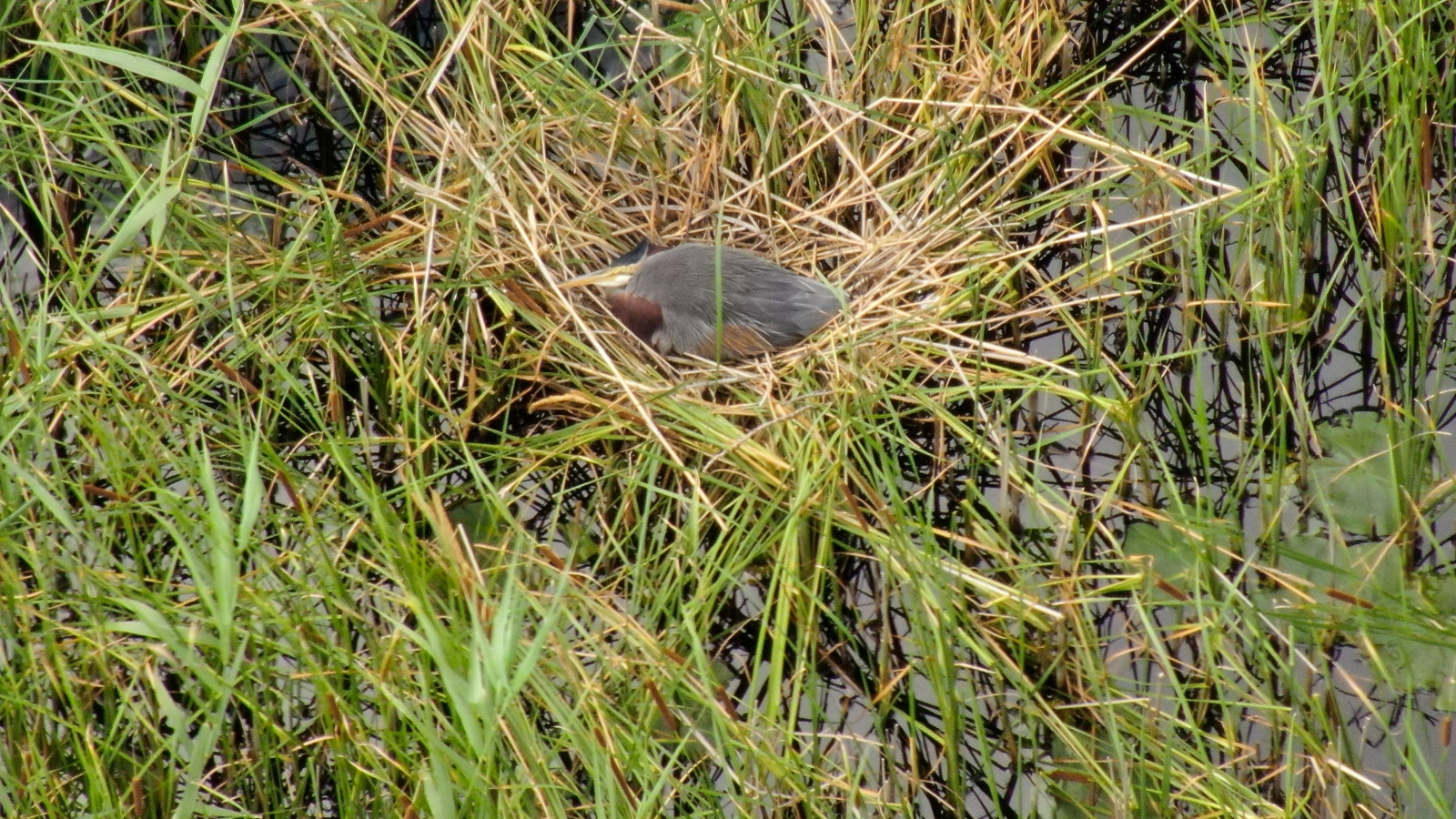Purperreiger op nest bij Loenderveense Plas