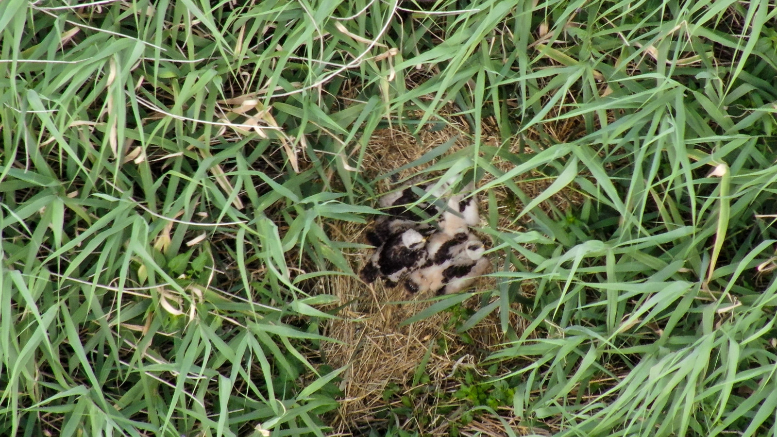 Nest van Bruine Kiekendief
