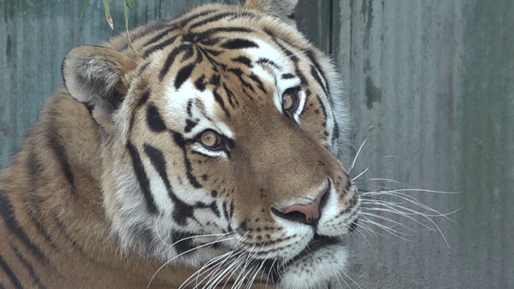 Война остановила программу разведения тигров: «Скоро они станут слишком стары, чтобы отправлять их в Россию»