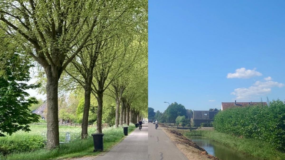 Van een dertig jaar oude bomenrij, naar kaalslag: meeste iepen zijn gekapt