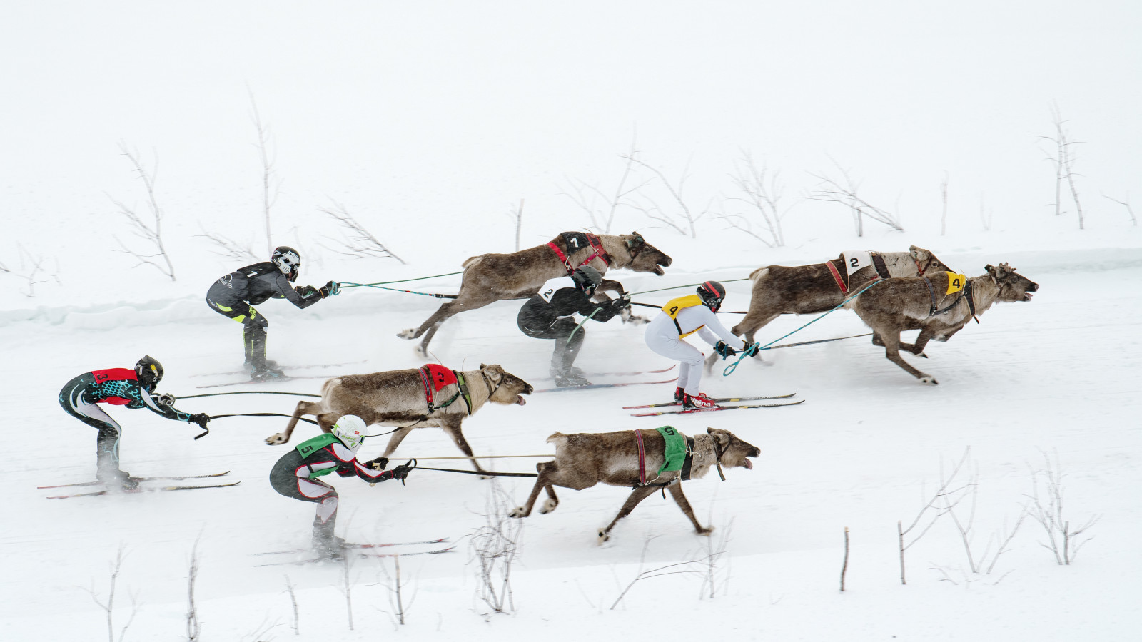 Reindeer Racing, Finland