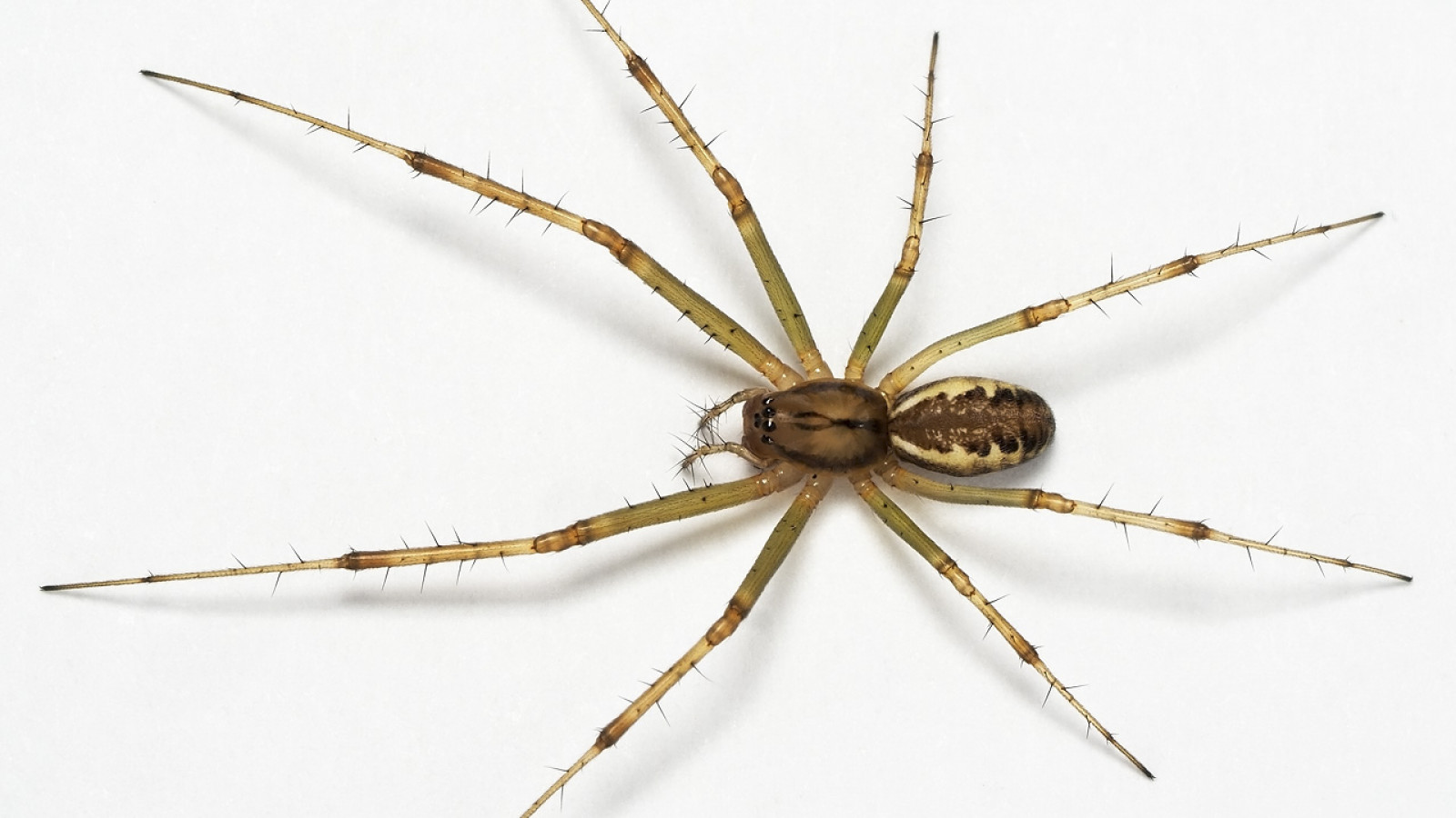 Deze vijf spinnen zie je niet snel, maar zitten wel bij jou in huis - NH Nieuws Deze Vijf Spinnen Zie Je Niet Snel, Maar Zitten Wel Bij Jou In Huis - Nh Nieuws
