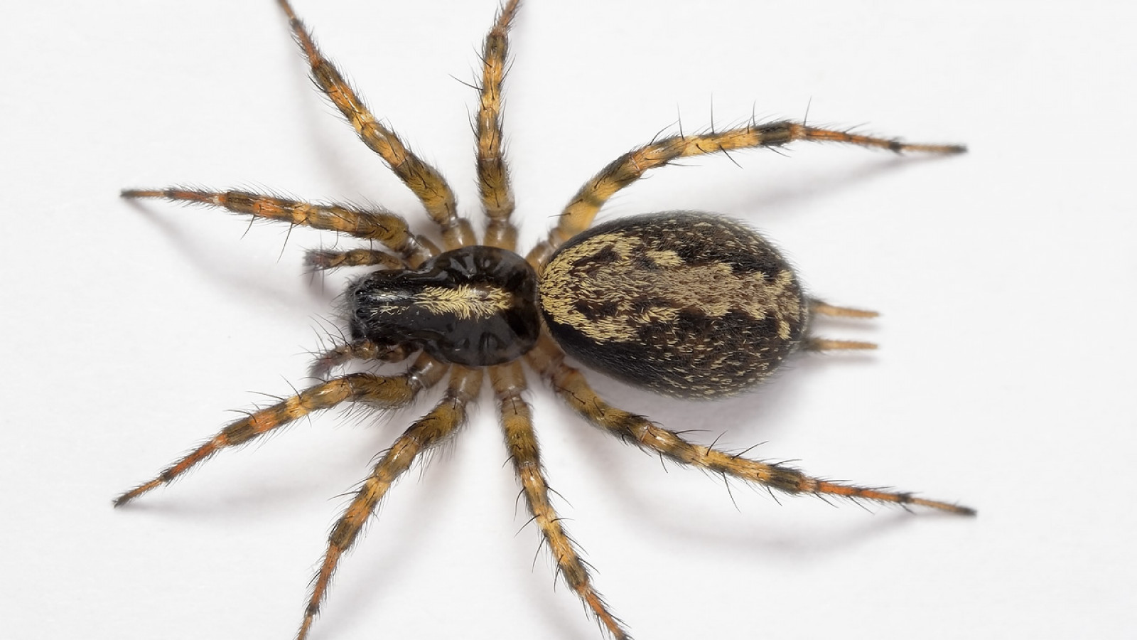 Deze Vijf Spinnen Zie Je Niet Snel, Maar Zitten Wel Bij Jou In Huis - Nh  Nieuws