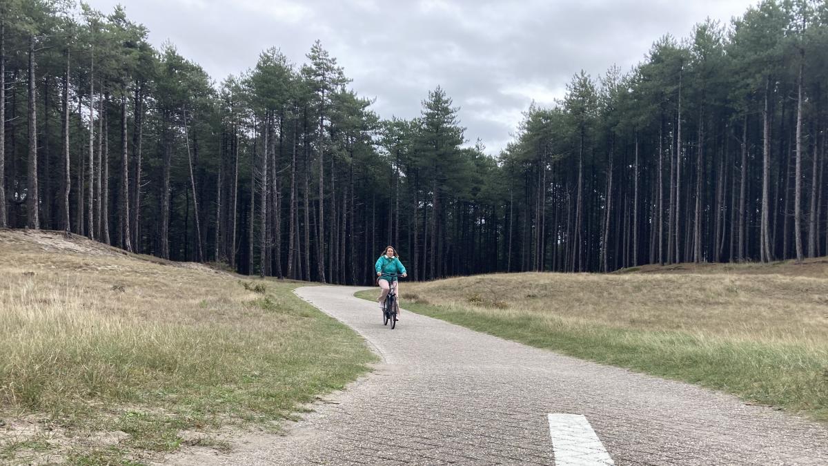 Vergunning verleend voor kappen 13.000 dennen bij Bergen aan Zee