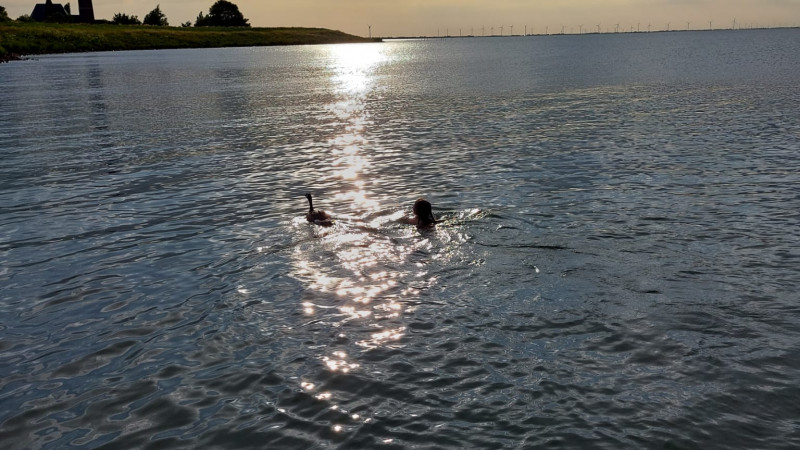 Gans Marco en Anna zwemmend in het IJsselmeer
