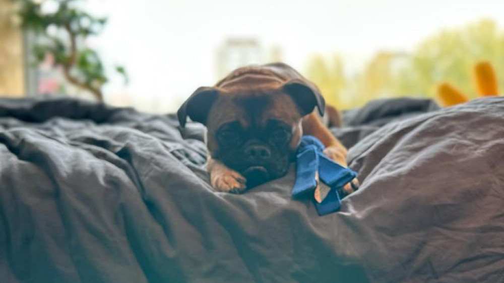 Huurder appartement Change= moet hondje wegdoen van rechter