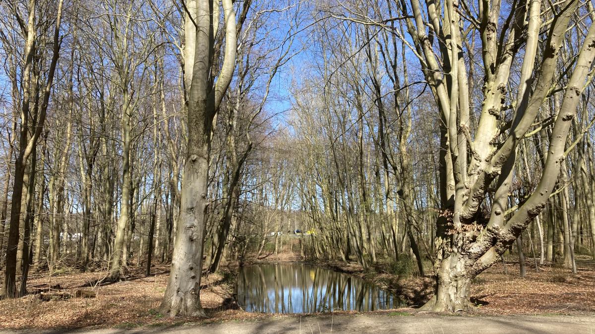 Extra maatregelen in Amsterdamse Bos vanwege vogelgriep: 