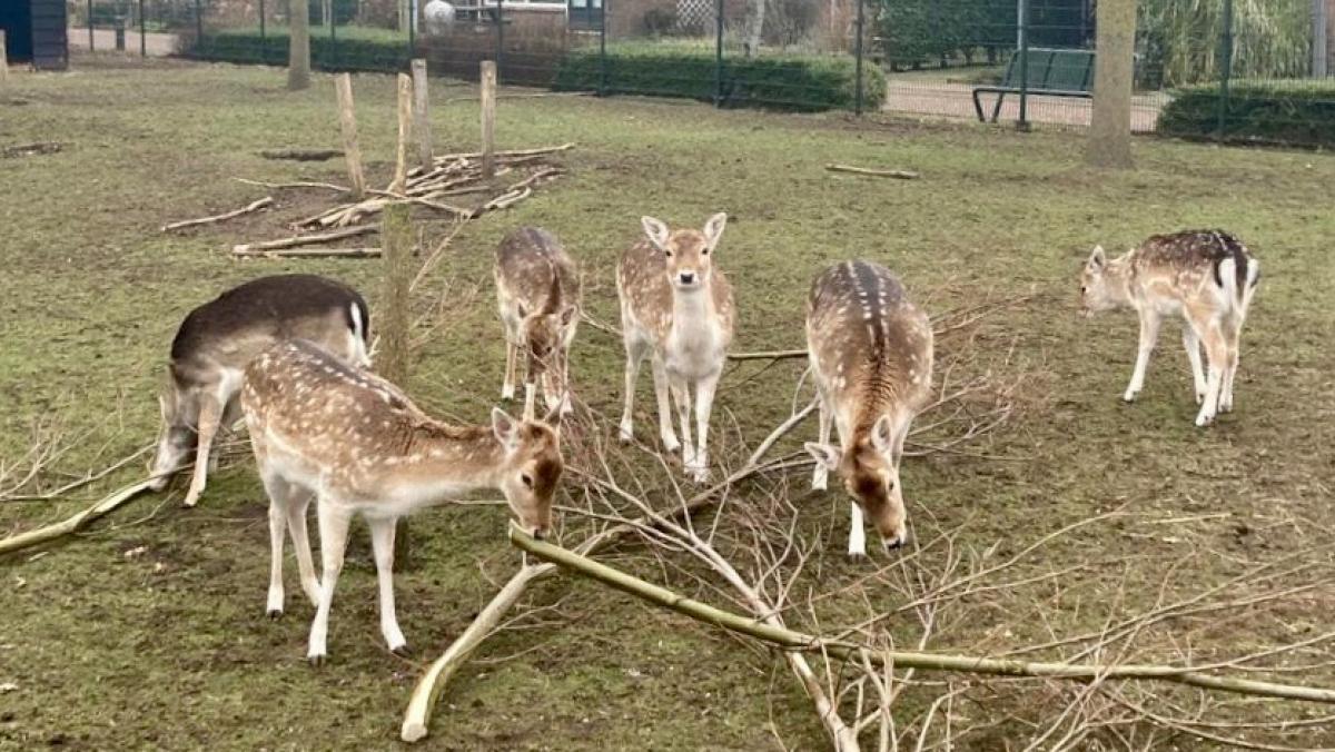 Kinderboerderij Gooise Meren krijgt tweede leven, zonder herten
