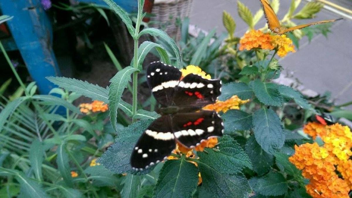 Voortbestaan Texel Zoo op losse schroeven: 'Dierentuin past niet bij Texelse kernwaarden'