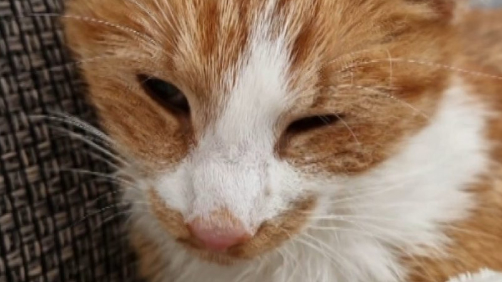 Dode katten mogelijk slachtoffer van vergiftiging met koelvloeistof NH Nieuws