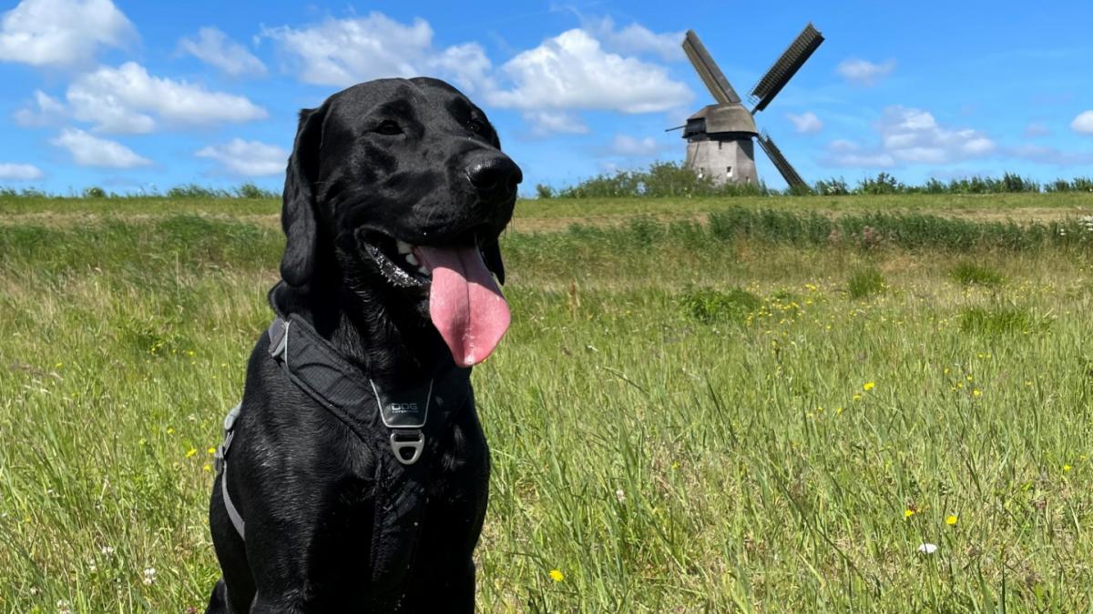 Hondenbezitters Broekhorn willen losloopgebied in ecozone: 
