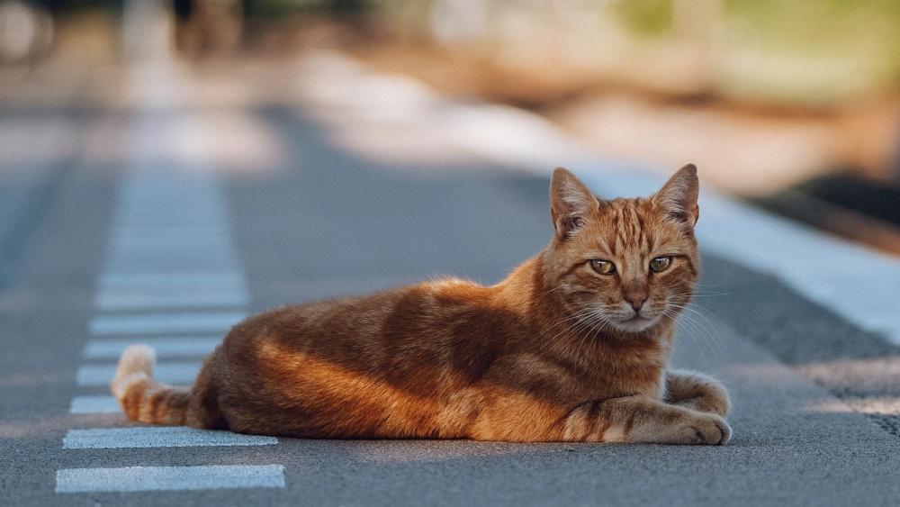een andere actrice Geest Bronzen kat Brammetje niet welkom op station Purmerend-Weidevenne - NH  Nieuws