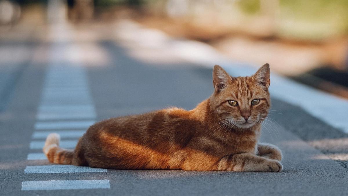 Bronzen kat Brammetje niet welkom op station Purmerend-Weidevenne