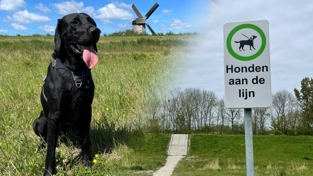 Baasjes krijgen hun zin in Broekhorn: hondenlosloopgebied komt in deel 