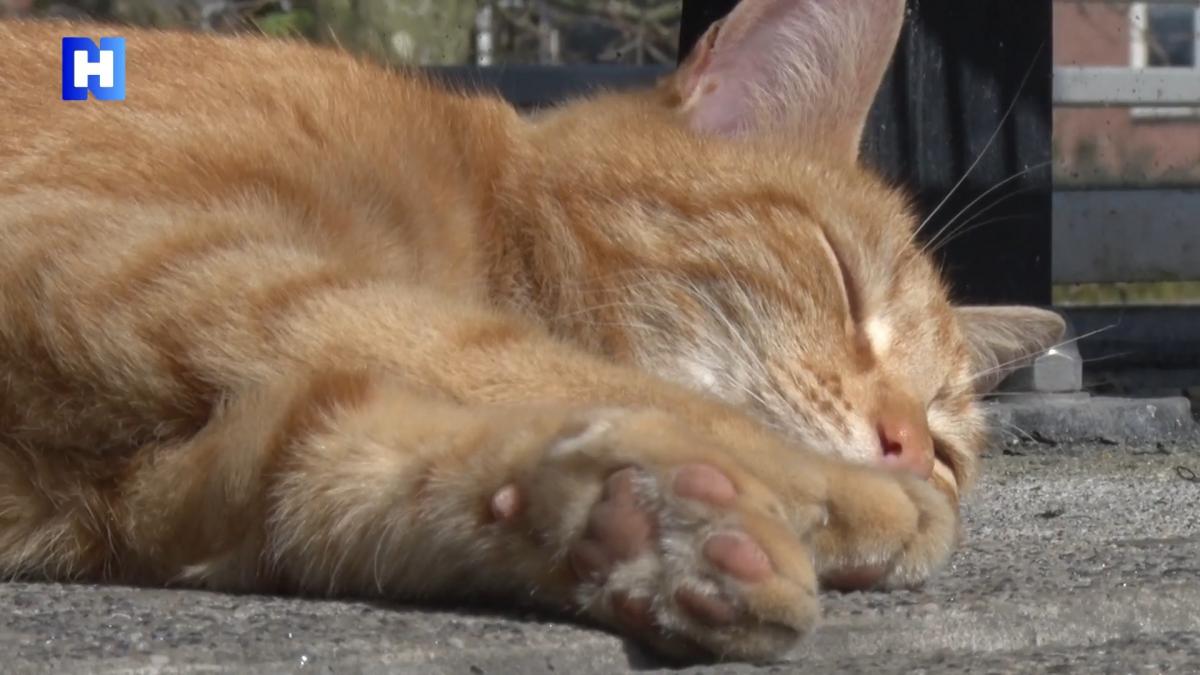 Stationskat Brammetje mogelijk ontvoerd: 