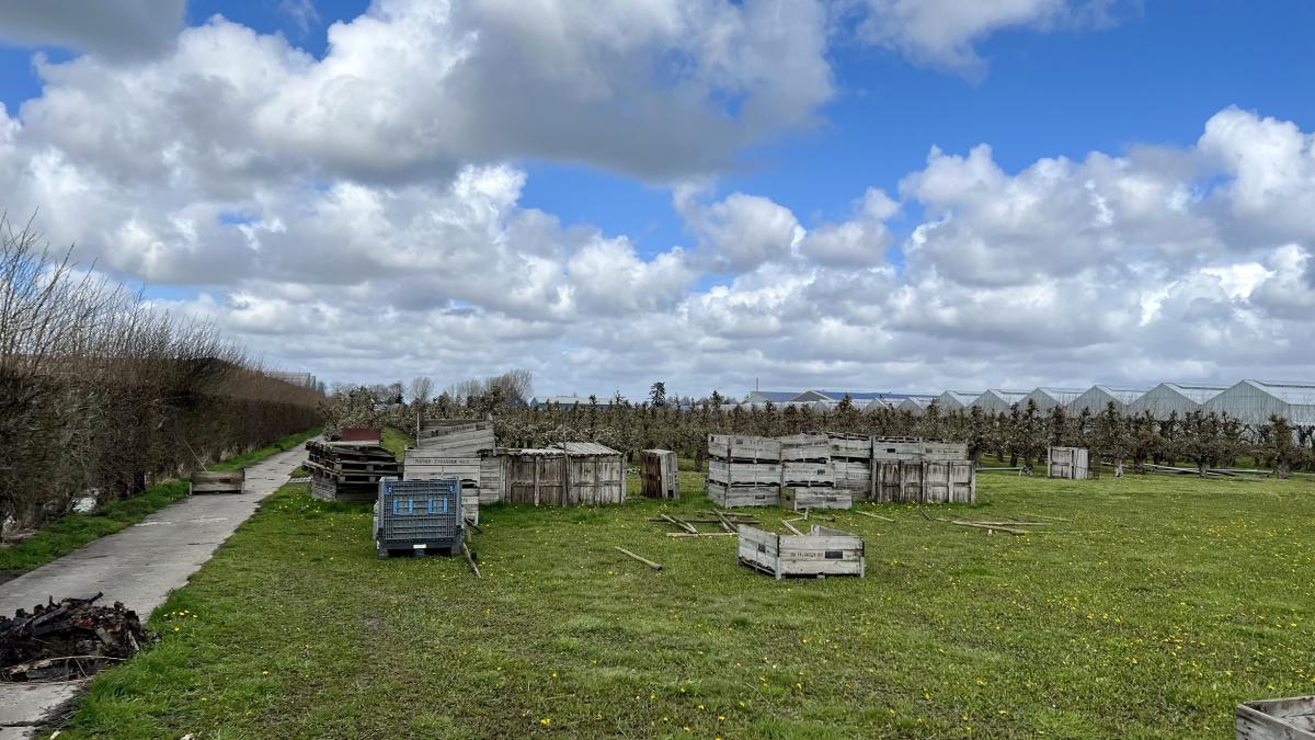 Jos streed 7 jaar voor aanleg zonneweide in zijn appelboomgaard: 