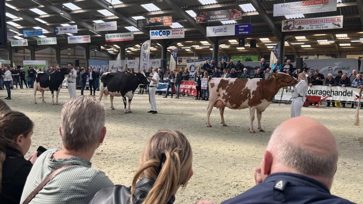 ?Terugkijken: de verkiezing van de mooiste koe van Noord-Holland