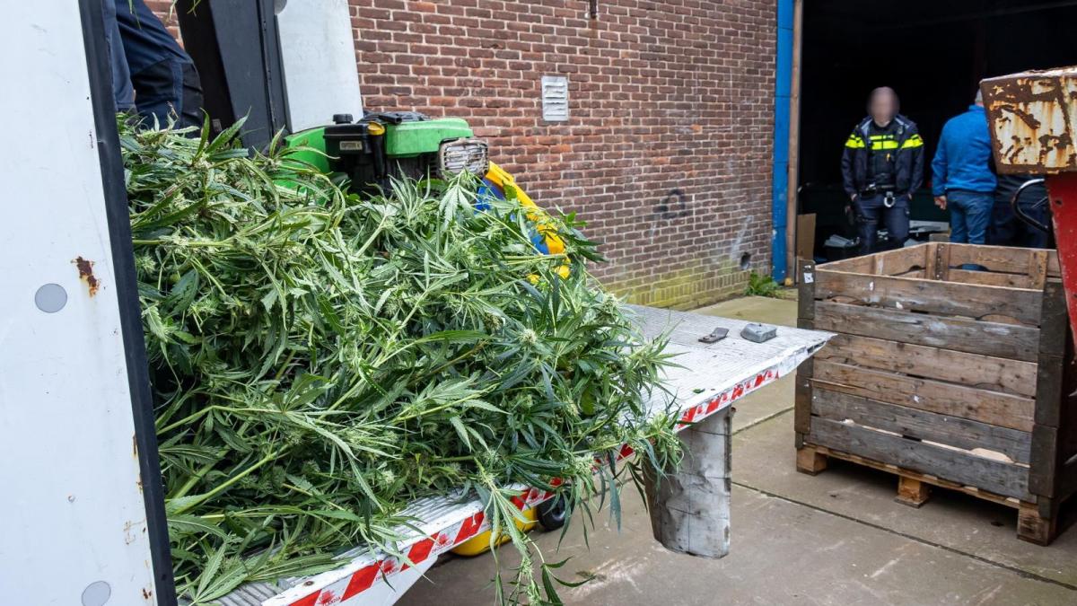 Opgerolde wietplantages waren risico voor stroomvoorziening in heel Zwaanshoek