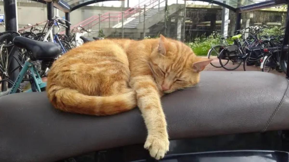 Stationskat Brammetje eindelijk te zien: beeld geeft troost in bloemenperk Purmerend
