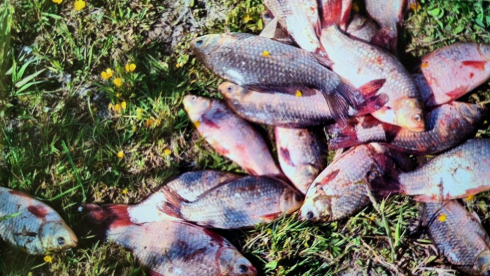 Man in Vijfhuizen denkt lekker maaltje voor zijn kat te hebben gevangen, maar krijgt boete