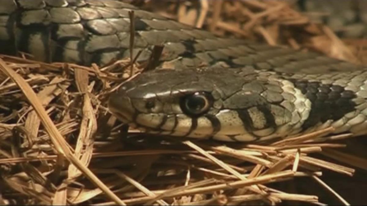 Dode en verminkte python bij vuilnis ontdekt, politie vindt veertien slangen in woning