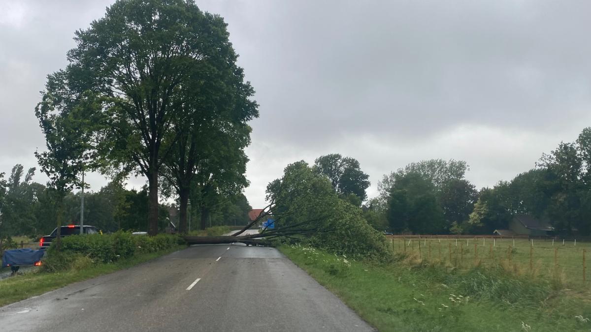 Dertig bomen gesneuveld in Waarland en Warmenhuizen door storm Poly