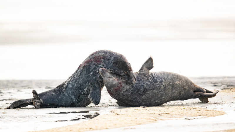 De vechtende grijze zeehonden