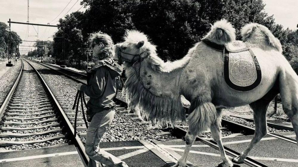Tamar und das Kamel Einstein auf dem Weg nach Basel dank der Übersetzung eines deutschen Reisebuchs