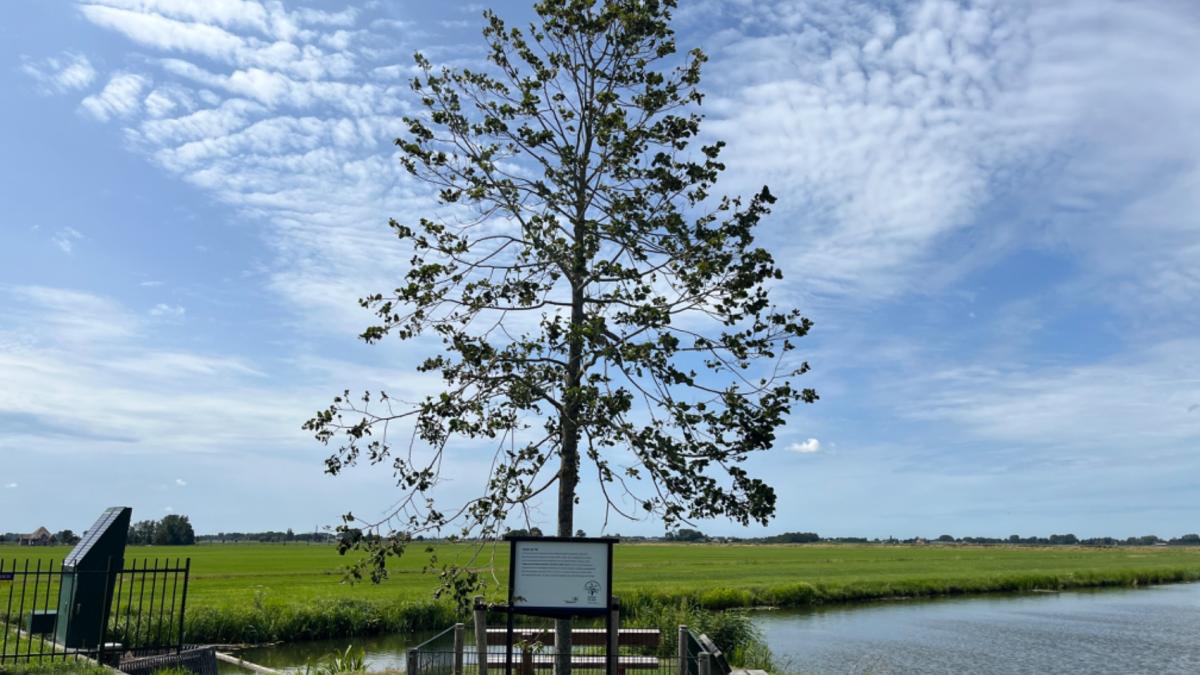 Herinneringsbomen moeten na fusie met Hilversum Wijdemeren-gevoel levend houden